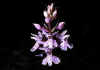 Orchis_maculata_1.jpg (29813 byte)