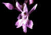 Orchis_maculata_2.jpg (26006 byte)