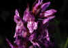 Orchis_mascula_1.jpg (39278 byte)