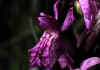 Orchis_mascula_2.jpg (43404 byte)