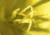 oenothera 3.jpg (59089 byte)