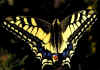 Papilio_machaon_1.jpg (50148 byte)