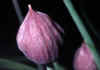Allium_schoenoprasum_var_sibiricum_1.jpg (33563 byte)