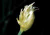 Allium_schoenoprasum_var_sibiricum_2.jpg (18478 byte)