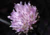 Allium_schoenoprasum_var_sibiricum_3.jpg (38121 byte)
