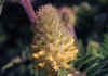 Astragalus_alopecuroides.jpg (58323 byte)