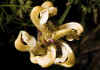 Pedicularis_tuberosa.jpg (40876 byte)