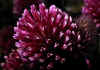 Trifolium_montanum.jpg (46027 byte)