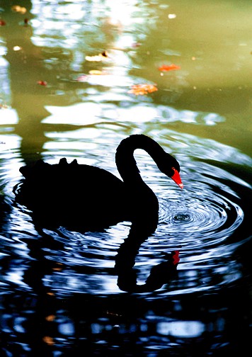 Il Cigno Nero, Cygnus atratus è un grande waterbird, una specie di swan che  razze principalmente nel sud-est e sud-ovest delle regioni dell'Australia  Foto stock - Alamy