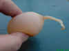 uovo senza guscio 5-12-2007.jpg (29837 byte)