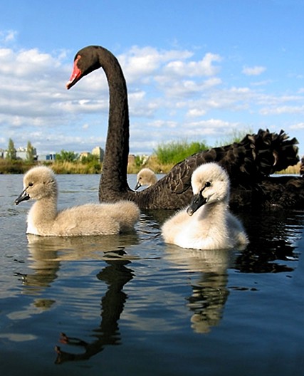 Cigno nero (Cygnus atratus), due cigni neri in acqua, Australia