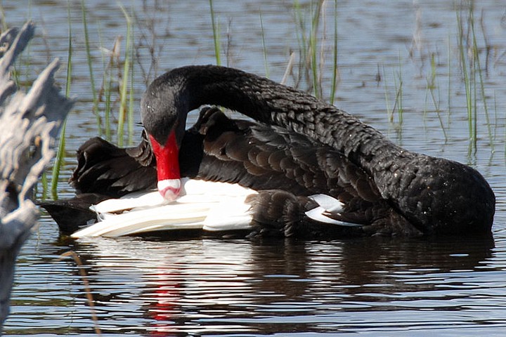 Cigno nero o Cygnus atratus: uccello acquatico dell'Australia meridionale