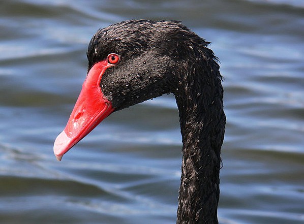 Il Cigno Nero, Cygnus atratus è un grande waterbird, una specie di swan che  razze principalmente nel sud-est e sud-ovest delle regioni dell'Australia  Foto stock - Alamy