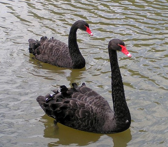 Cigno nero (Cygnus atratus), due cigni neri in acqua, Australia,  Suedaustralien, Greenfields Wetlands Foto stock - Alamy