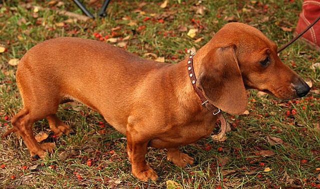 JEKCA DACHSHUND BASSOTTO SEDUTO