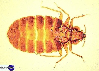 Comune di Canegrate - Presenza di cimici denominate Oxycarenus